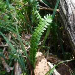 Blechnum penna-marina subsp. alpina (Alpine Water Fern) at Tallaganda State Forest - 27 Mar 2024 by RobG1