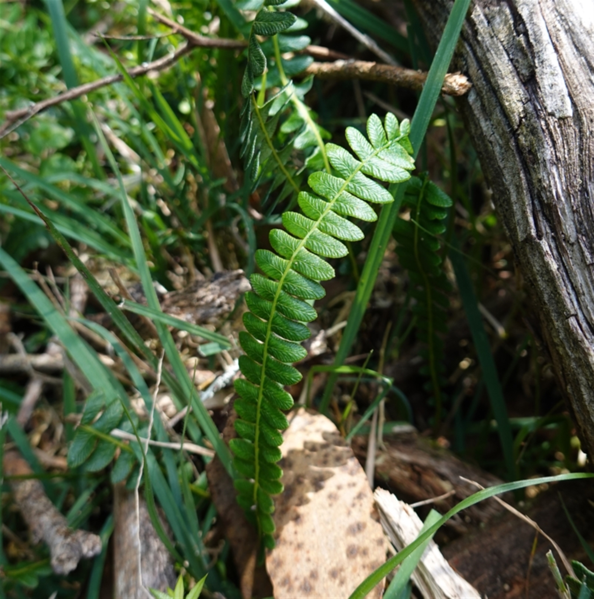 Blechnum penna-marina subsp. alpina at QPRC LGA - Canberra & Southern ...