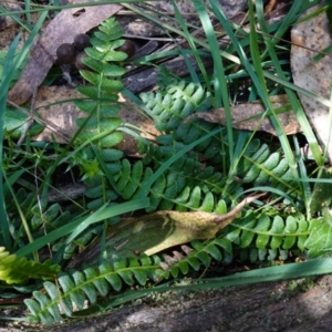 Blechnum penna-marina subsp. alpina at QPRC LGA - 27 Mar 2024 02:05 PM