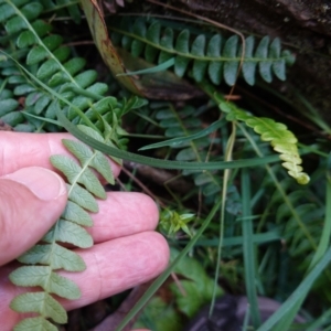 Blechnum penna-marina subsp. alpina at QPRC LGA - 27 Mar 2024