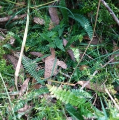 Blechnum penna-marina subsp. alpina at QPRC LGA - 27 Mar 2024 02:05 PM