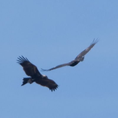 Aquila audax (Wedge-tailed Eagle) at Namadgi National Park - 1 Apr 2024 by patrickcox