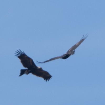 Aquila audax (Wedge-tailed Eagle) at Rendezvous Creek, ACT - 31 Mar 2024 by patrickcox