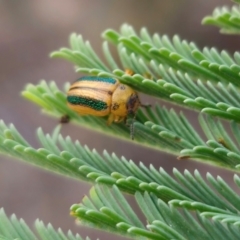 Calomela vittata (Acacia leaf beetle) at QPRC LGA - 1 Apr 2024 by Csteele4