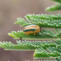 Calomela parilis at QPRC LGA - 1 Apr 2024