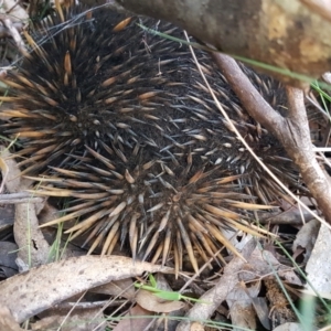 Tachyglossus aculeatus at Penrose - 1 Apr 2024