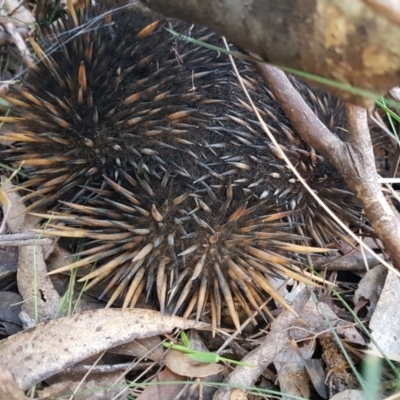 Tachyglossus aculeatus (Short-beaked Echidna) at Penrose - 1 Apr 2024 by Aussiegall