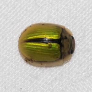 Paropsisterna hectica at Cradle Mountain, TAS - 13 Feb 2024 01:00 PM