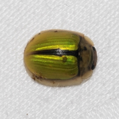 Paropsisterna hectica (A leaf beetle) at Cradle Mountain, TAS - 13 Feb 2024 by AlisonMilton