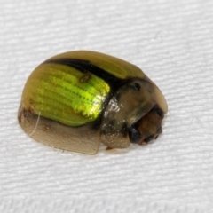 Paropsisterna hectica at Cradle Mountain, TAS - 13 Feb 2024 01:00 PM