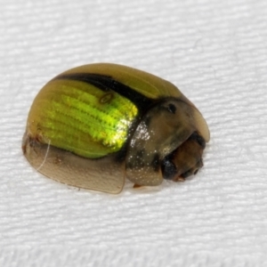 Paropsisterna hectica at Cradle Mountain, TAS - 13 Feb 2024