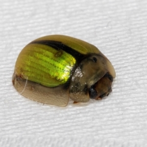 Paropsisterna hectica at Cradle Mountain, TAS - 13 Feb 2024 01:00 PM