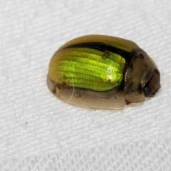 Paropsisterna hectica at Cradle Mountain, TAS - 13 Feb 2024 01:00 PM