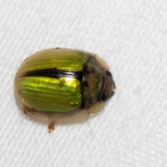 Paropsisterna hectica at Cradle Mountain, TAS - 13 Feb 2024 01:00 PM