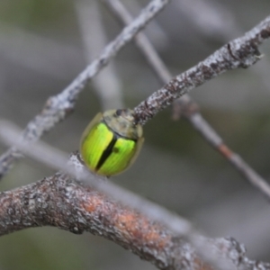 Paropsisterna hectica at Cradle Mountain, TAS - 13 Feb 2024