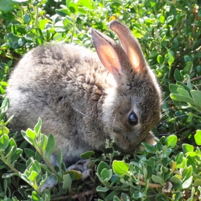 Oryctolagus cuniculus (European Rabbit) at South Bruny, TAS - 17 Feb 2024 by AlisonMilton