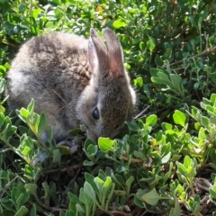 Oryctolagus cuniculus at South Bruny, TAS - 18 Feb 2024 09:16 AM