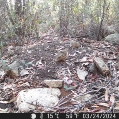 Turnix varius (Painted Buttonquail) at Tinderry, NSW - 24 Mar 2024 by markus