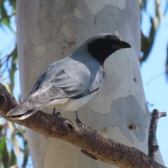 Coracina novaehollandiae (Black-faced Cuckooshrike) at Symonston, ACT - 1 Apr 2024 by RodDeb