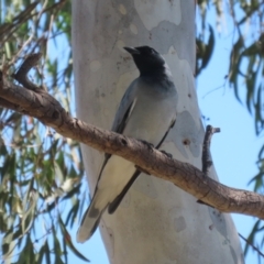 Coracina novaehollandiae at Symonston, ACT - 1 Apr 2024