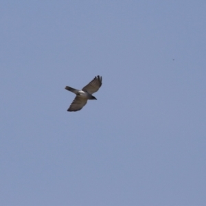 Coracina novaehollandiae at Symonston, ACT - 1 Apr 2024