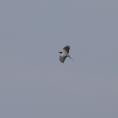 Coracina novaehollandiae at Symonston, ACT - 1 Apr 2024