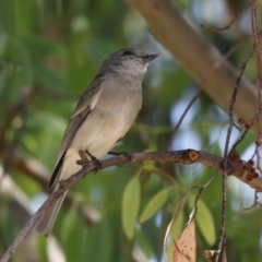 Pachycephala pectoralis (Golden Whistler) at Symonston, ACT - 1 Apr 2024 by RodDeb