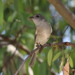 Pachycephala pectoralis at Symonston, ACT - 1 Apr 2024