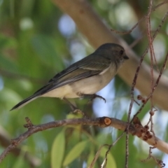 Pachycephala pectoralis at Symonston, ACT - 1 Apr 2024