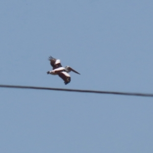 Pelecanus conspicillatus at Symonston, ACT - 1 Apr 2024 12:57 PM