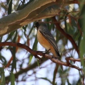 Pachycephala rufiventris at Symonston, ACT - 1 Apr 2024