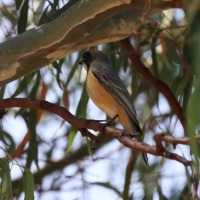 Pachycephala rufiventris (Rufous Whistler) at Symonston, ACT - 1 Apr 2024 by RodDeb