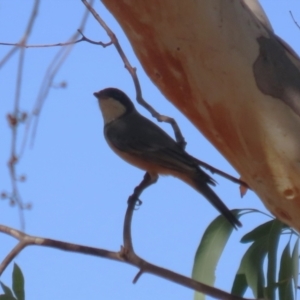 Pachycephala rufiventris at Symonston, ACT - 1 Apr 2024