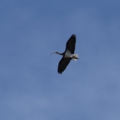 Threskiornis spinicollis (Straw-necked Ibis) at Symonston, ACT - 1 Apr 2024 by RodDeb