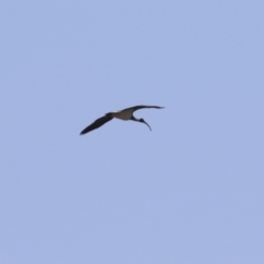 Threskiornis spinicollis at Symonston, ACT - 1 Apr 2024 11:50 AM