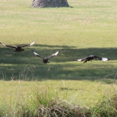 Corcorax melanorhamphos at Symonston, ACT - 1 Apr 2024