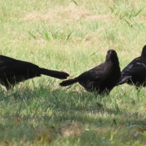 Corcorax melanorhamphos at Symonston, ACT - 1 Apr 2024