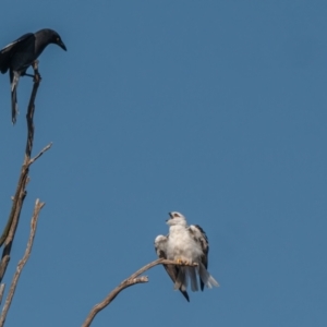 Elanus axillaris at Cook, ACT - 31 Mar 2024