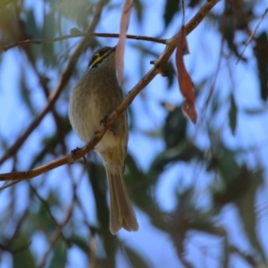 Caligavis chrysops at Symonston, ACT - 1 Apr 2024