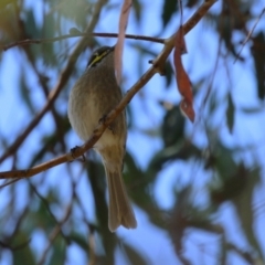 Caligavis chrysops (Yellow-faced Honeyeater) at Symonston, ACT - 1 Apr 2024 by RodDeb