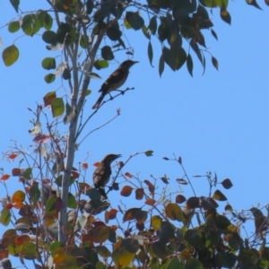 Caligavis chrysops at Symonston, ACT - 1 Apr 2024