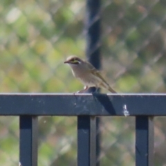 Caligavis chrysops at Symonston, ACT - 1 Apr 2024