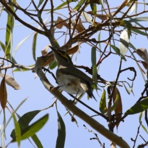 Caligavis chrysops at Symonston, ACT - 1 Apr 2024