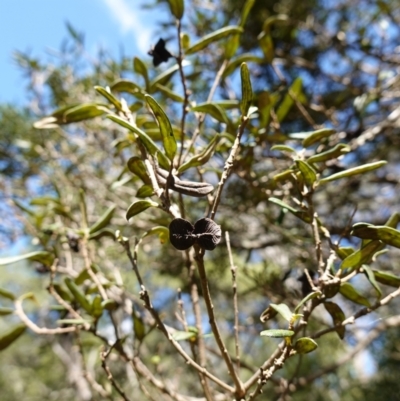 Pittosporum bicolor (Banyalla) at Jinden, NSW - 27 Mar 2024 by RobG1