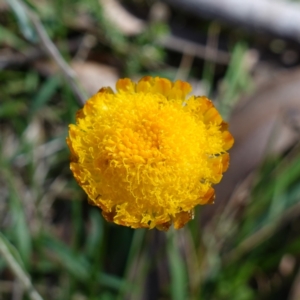 Coronidium monticola at Tallaganda State Forest - 27 Mar 2024 02:21 PM