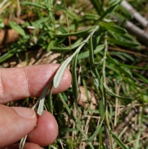 Coronidium monticola at Tallaganda State Forest - 27 Mar 2024