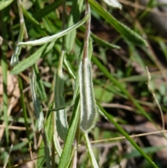Coronidium monticola at Tallaganda State Forest - 27 Mar 2024