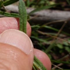 Coronidium monticola at Tallaganda State Forest - 27 Mar 2024 02:21 PM