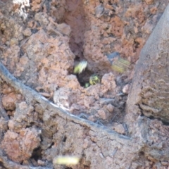 Vespula germanica (European wasp) at Cotter River, ACT - 25 Mar 2024 by Christine