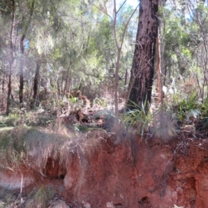 Vespula germanica at Namadgi National Park - 25 Mar 2024